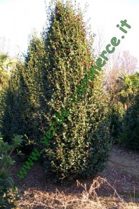 Camelia sasanqua altezza 4,5 mt. - 1mt. alla base